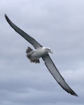 List of birds of Western Australia