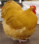 Category:Orpington chicken - Wikimedia Commons