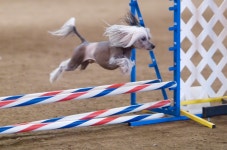 Chinese Crested Dog