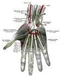 User:Aryanraghu/NERVE SUPPLY OF HAND