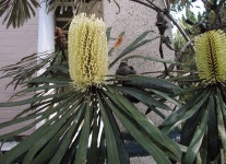 Banksia aquilonia