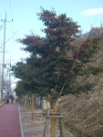 가로수