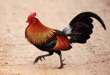 red junglefowl