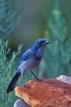 Woodhouse's scrub jay