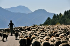 Alpine transhumance