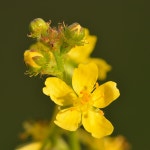 Agrimonia