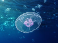 Wikipedia:Featured pictures/Animals/Cnidaria