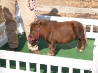 Thumbelina (horse)