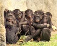 Dominance hierarchy