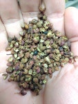 Sichuan pepper