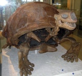 Megalochelys atlas - Wikidata Megalochelys atlas