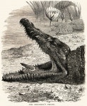 Nile crocodile