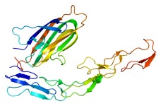 CD134