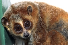 Wildlife of China