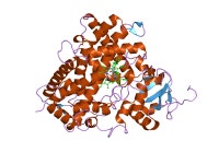 CYP1A2