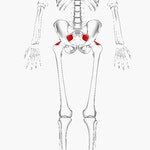 piriformis muscle - Wikidata piriformis muscle
