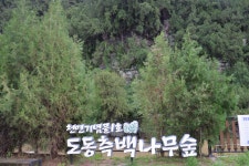 대구 도동 측백나무 숲