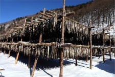 명태