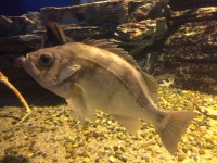불볼락