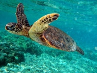 Commons:Quality images/Subject/Animals/Reptiles