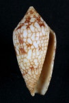 Conasprella lucida