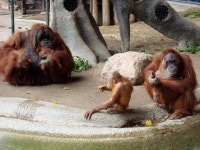 Monogamy
