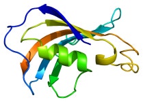 FKBP1B
