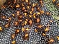 Talk:Japanese giant hornet