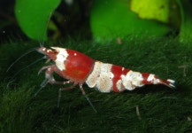 Talk:Shrimp