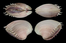 Commons:Valued images by topic/Life forms/Animals/Molluscs