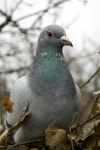 List of animal sounds