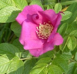 Rosa rugosa