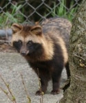 Japanese raccoon dog
