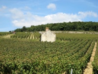 Burgundy wine