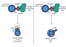Helper T cell