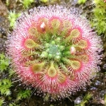 User:DevOhm/Drosera allantostigma