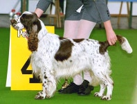 Dog show
