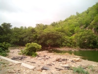 Polo Forest
