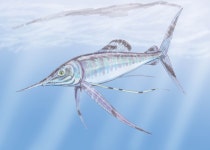 Billfish