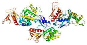 Protein 4.1