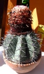 Melocactus