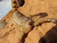 Androctonus australis