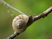 右巻き、左巻き