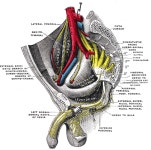 Inferior anal nerves
