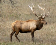 Cervus canadensis