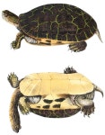 Chicken turtle - Wikidata Chicken turtle