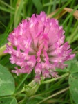 Horticulture/Trifolium pratense