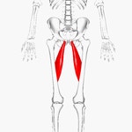 adductor longus muscle - Wikidata adductor longus muscle