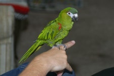 Parrot training