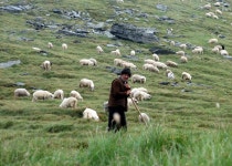 چوبان
